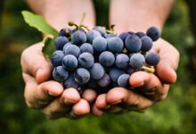 رژیم انگور معجزه ای برای لاغری سریع (2 نکته مهم)