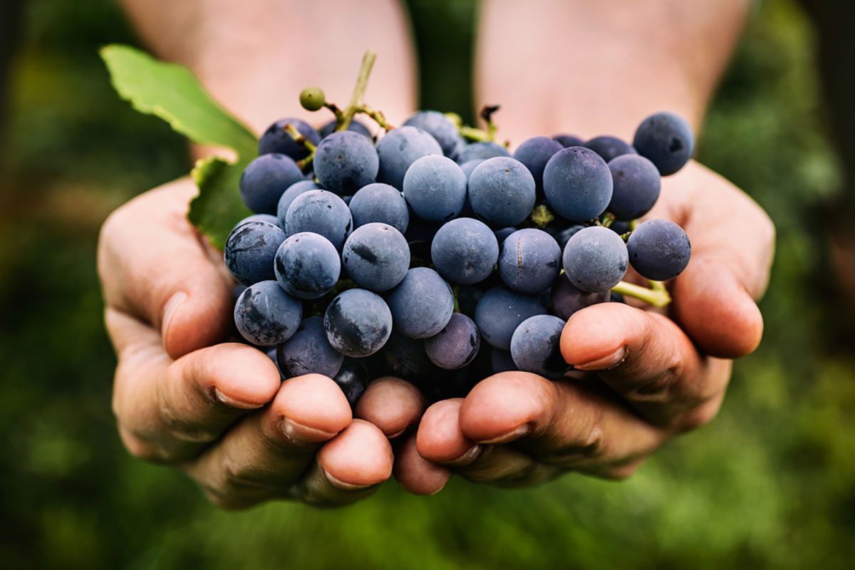 رژیم انگور معجزه ای برای لاغری سریع (2 نکته مهم) رژیم انگور معجزه ای برای لاغری سریع (2 نکته مهم)