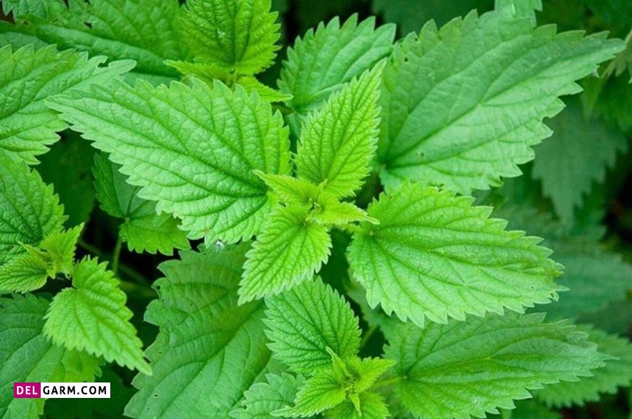 فواید پودر ضدعرق گیاهی گزینه‌