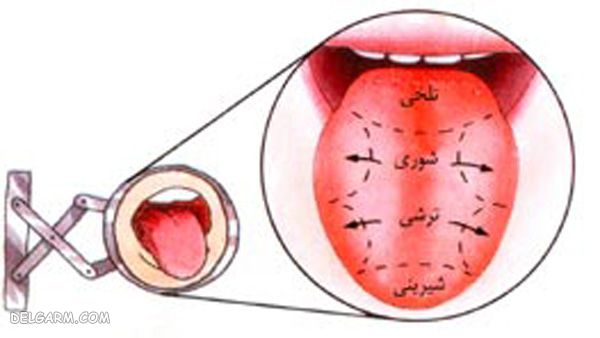 مزه شور کدام قسمت زبان حس میشود؟