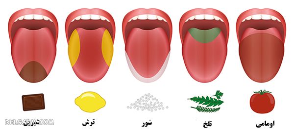 مزه تلخ کدام قسمت زبان حس میشود؟