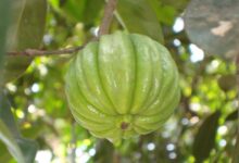 ۸ خاصیت بی نظیر گارسینیا کامبوجیا بر روی سلامتی بدن (2 نکته مهم)