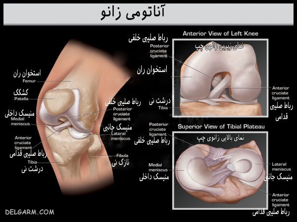 انواع مفصل متحرک (غیر ثابت) و کاربرد هر کدام در بدن (2 نکته مهم) آناتومی استخوان بندی زانو