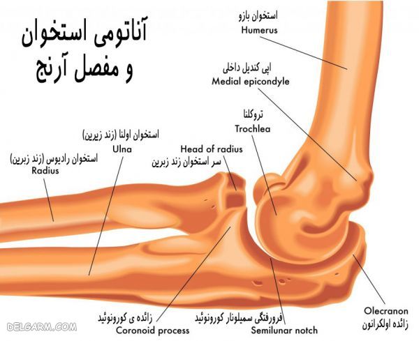 آناتومی استخوان بندی آرنج دست