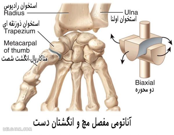 انواع مفصل متحرک (غیر ثابت) و کاربرد هر کدام در بدن (2 نکته مهم) آناتومی استخوان بندی مچ دست