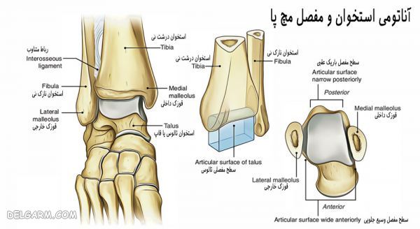 انواع مفصل متحرک (غیر ثابت) و کاربرد هر کدام در بدن (2 نکته مهم) آناتومی استخوان بندی مچ پا