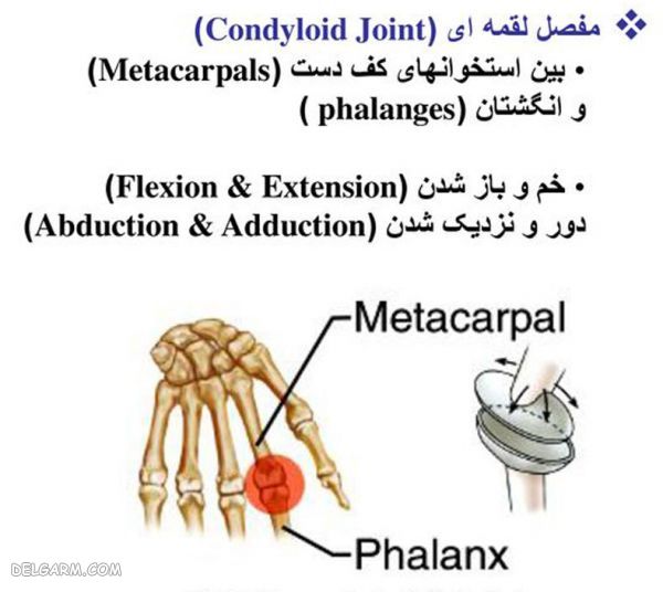 انواع مفصل متحرک (غیر ثابت) و کاربرد هر کدام در بدن (2 نکته مهم) آناتومی استخوان بندی انگشت