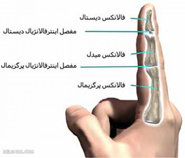 انواع مفصل متحرک (غیر ثابت) و کاربرد هر کدام در بدن (2 نکته مهم) آناتومی استخوان بندی انگشتان دست
