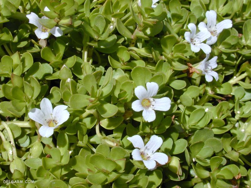 Bacopa / کپسول مموکوپا
