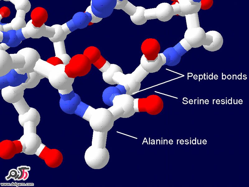 عوارض پپتید | پپتید (Peptide) چیست؟