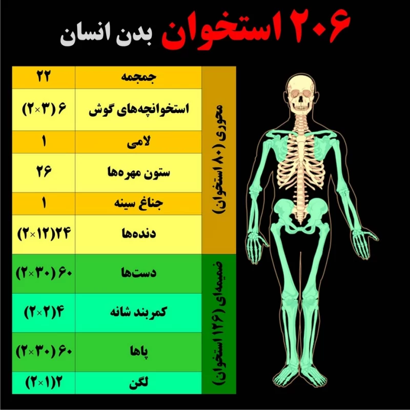 در بدن (زن / مرد) چند عدد استخوان وجود دارد؟