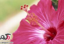آشنایی با خواص جالب گل ختمی (2 نکته مهم)