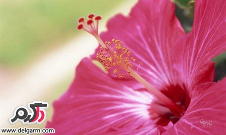 آشنایی با خواص جالب گل ختمی (2 نکته مهم)