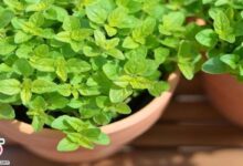 آشنایی با خواص گیاه بی نظیر مرزنجوش (2 نکته مهم)