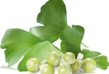 آشنایی با گیاه جینکوبیلوبا و اثرات درمانی آن (2 نکته مهم)