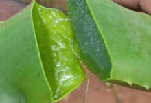 اثرات آلوئه ورا برای التهابات پوستی (2 نکته مهم)