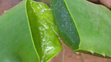 اثرات آلوئه ورا برای التهابات پوستی (2 نکته مهم)