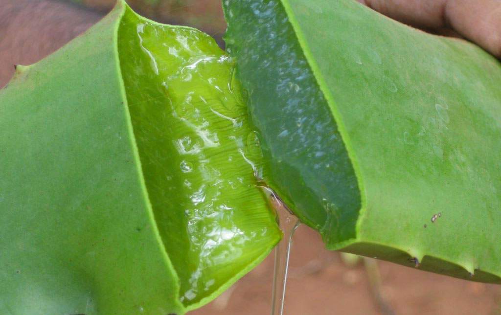 اثرات آلوئه ورا برای التهابات پوستی (2 نکته مهم) اثرات آلوئه ورا برای التهابات پوستی (2 نکته مهم)
