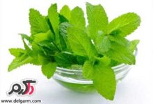 از این داروی گیاهی غافل نشوید (2 نکته مهم)
