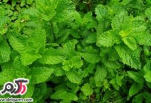 از خواص جالب عرق نعناع چه می دانید؟ (2 نکته مهم)