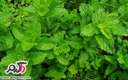 از خواص جالب عرق نعناع چه می دانید؟ (2 نکته مهم)