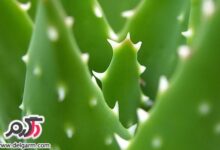 از خواص گیاهی آلوئه ورا چه می دانید (2 نکته مهم)