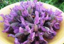 اسطوخودوس تاثیرگذار در رفع بوی بد دهان (2 نکته مهم)