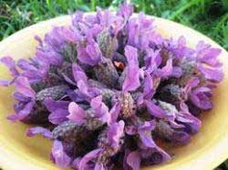 اسطوخودوس تاثیرگذار در رفع بوی بد دهان (2 نکته مهم)