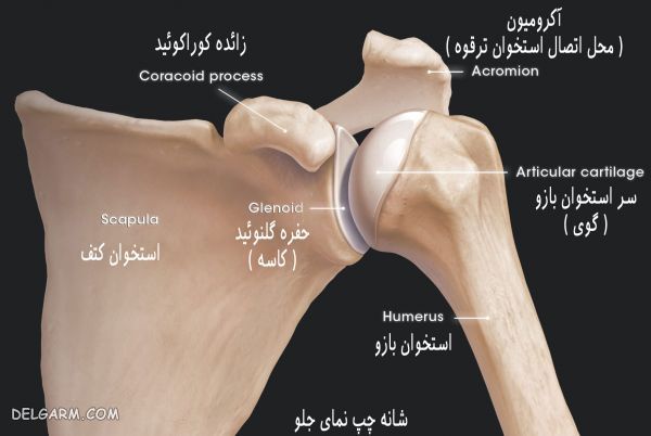 انواع مفصل متحرک (غیر ثابت) و کاربرد هر کدام در بدن (2 نکته مهم) آناتومی استخوان بندی شانه