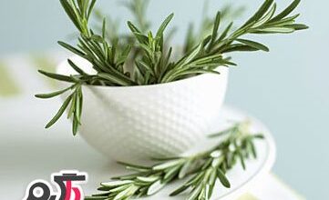 با خواص درمانی رزماری یا اکلیل کوهی بیشتر آشنا شویم. (2 نکته مهم)