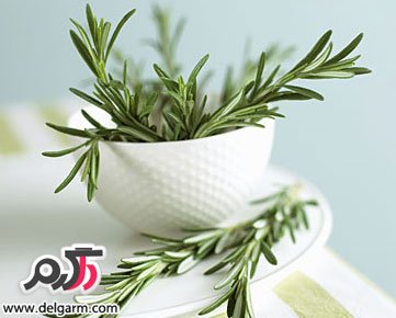 با خواص درمانی رزماری یا اکلیل کوهی بیشتر آشنا شویم. (2 نکته مهم)