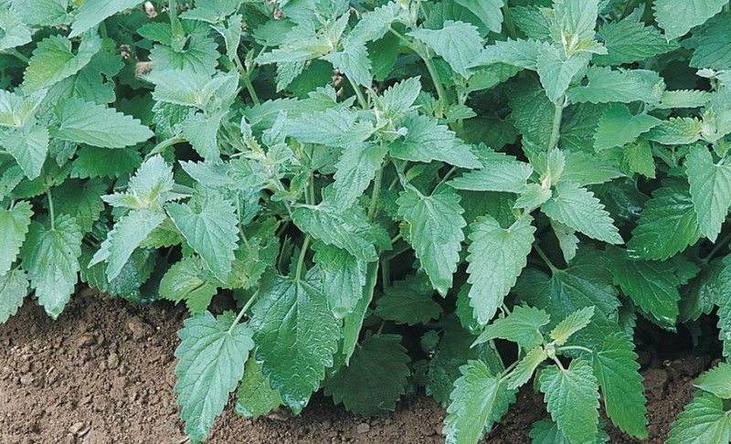 با خواص شگفت انگیز گیاه نعناع گربه ای آشنا بشید (2 نکته مهم) با خواص شگفت انگیز گیاه نعناع گربه ای آشنا بشید (2 نکته مهم)
