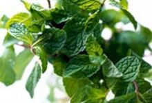 با پونه کوهی درمان کننده بسیاری از بیماری ها آشنا شویم (2 نکته مهم)