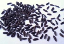 بالنگو : ۱۱ خاصیت بی نظیر بالنگو (2 نکته مهم)