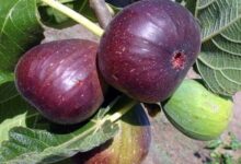 تقویت سیستم ایمنی بدن با خوردن انجیر (2 نکته مهم)