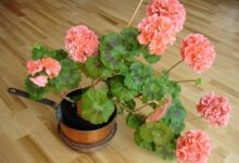 خاصیت دارویی و درمانی برگ گل شمعدانی (2 نکته مهم)