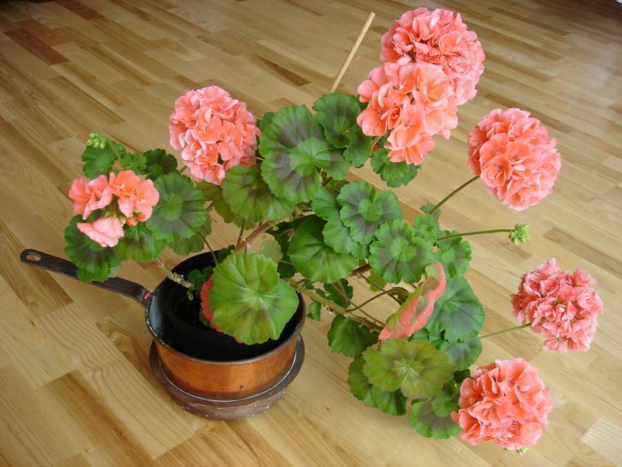 خاصیت دارویی و درمانی برگ گل شمعدانی (2 نکته مهم)