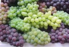 خواص بی نظیر دانه انگور برای بدن (2 نکته مهم)