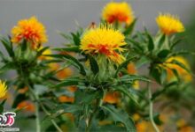 خواص بی نظیر و معجزه آسا گیاه دارویی گلرنگ( کاجیره یا کاغاله) (2 نکته مهم)