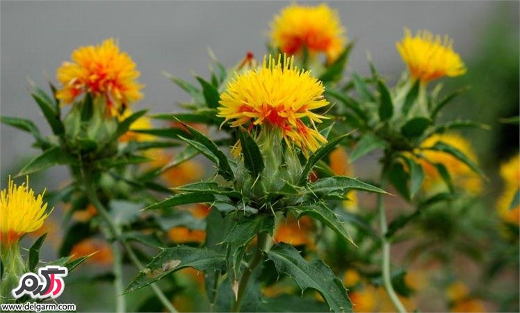 خواص بی نظیر و معجزه آسا گیاه دارویی گلرنگ( کاجیره یا کاغاله) (2 نکته مهم) خواص بی نظیر و معجزه آسا گیاه دارویی گلرنگ( کاجیره یا کاغاله) (2 نکته مهم)