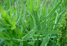 خواص بی نظیر گیاه پا غازه که از آن غافلید ! (2 نکته مهم)