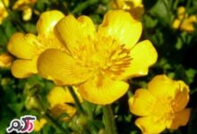 خواص دارویی و درمانی عرق گیاه آلاله (2 نکته مهم)