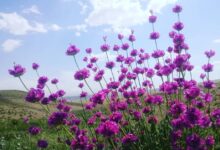 خواص دارویی و درمانی گل اروانه (2 نکته مهم)