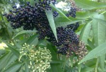 خواص دارویی و درمانی گیاه آقطی سیاه (2 نکته مهم)