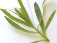 خواص دارویی یک گیاه خوش عطر:ترخون (2 نکته مهم)