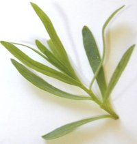 خواص دارویی یک گیاه خوش عطر:ترخون (2 نکته مهم)