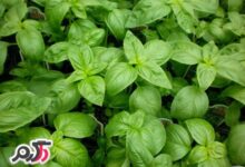 خواص ریحان و استفاده آن در طب سنتی (2 نکته مهم)