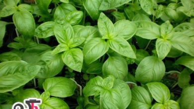 خواص ریحان و استفاده آن در طب سنتی (2 نکته مهم)