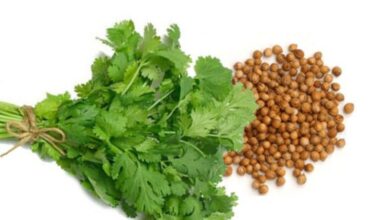 خواص شگفت انگیز گشنیز برای کنترل قند خون (2 نکته مهم)