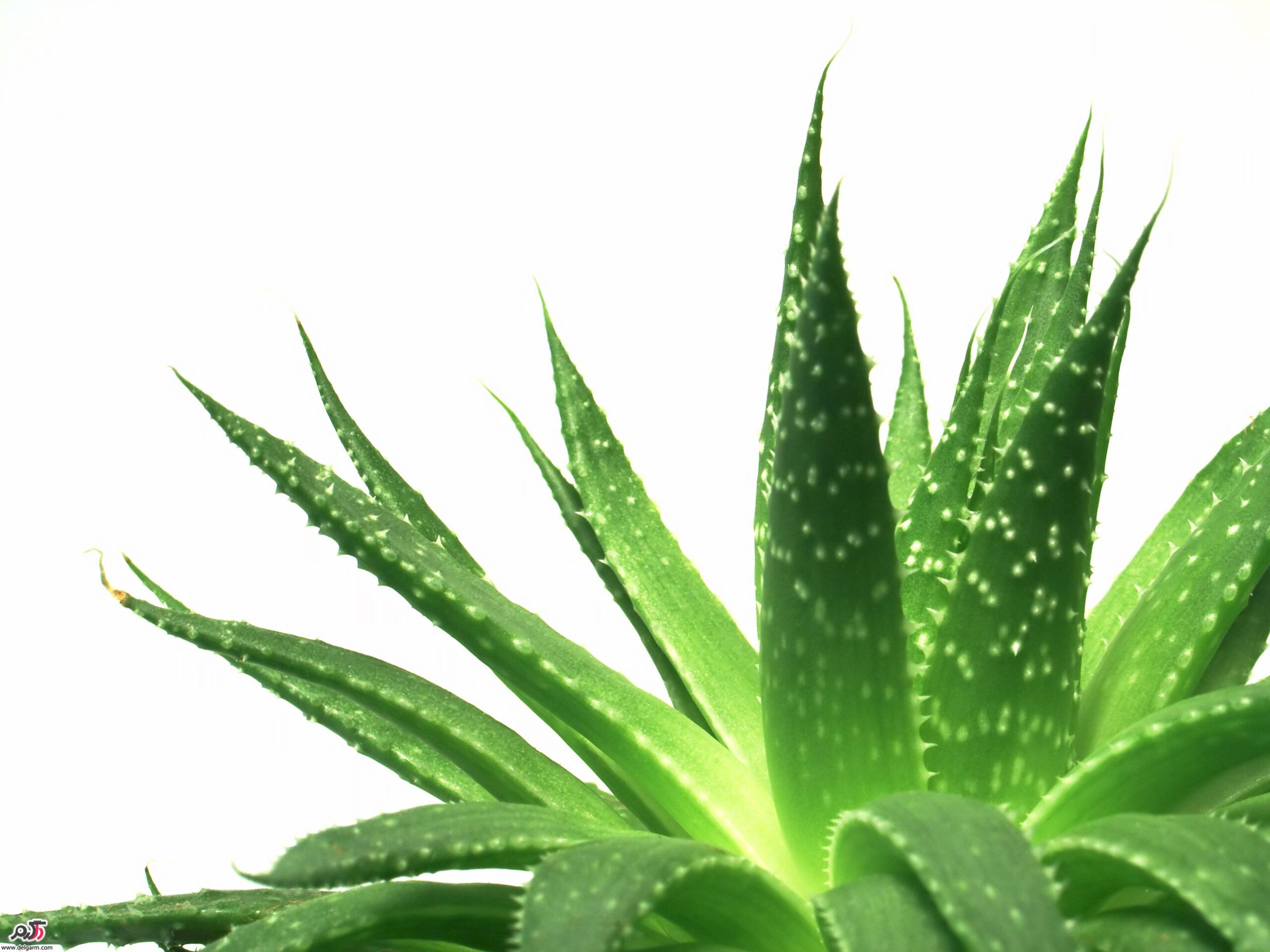 خواص فوق العاده ی گیاه آلوئه ورا + عکس (2 نکته مهم) خواص فوق العاده ی گیاه آلوئه ورا + عکس (2 نکته مهم)